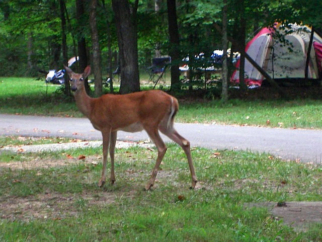 IMGP0014-Deer