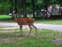 A Deer at the Campground