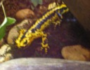 European Fire Salamander