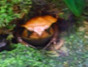 Sambava Tomato Frog