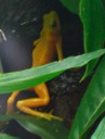 Panamanain Golden Frog