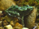 Plains Leopard Frog