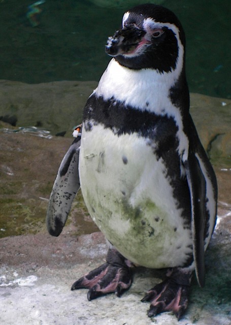 IMGP0651-Zoo