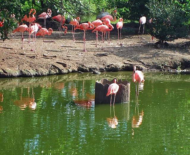 IMGP0681-Zoo