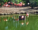 Flamingos