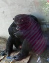 Chimpanzee