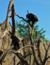 Chimpanzees