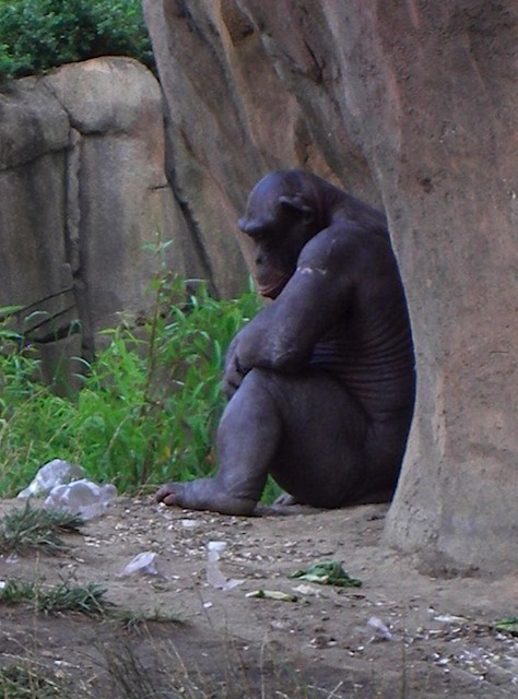 IMGP0698-Zoo