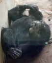 Chimpanzee