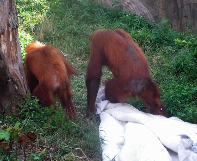 IMGP0720-Zoo