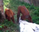 Orangutans