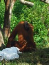 Orangutan