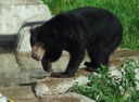 Malayan Sun Bear