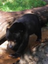 Malayan Sun Bear