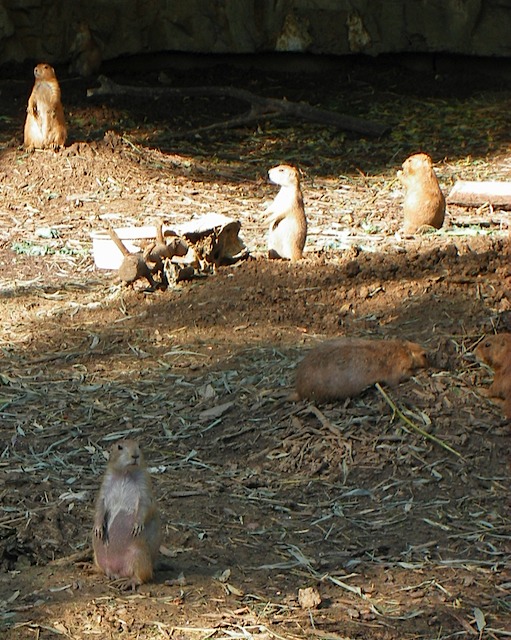 IMGP0745-Zoo