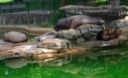 California Sea Lions