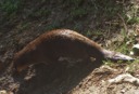 North American River Otter