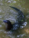 North American River Otter