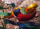 Golden Pheasant