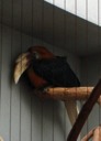 Blyth's Hornbill