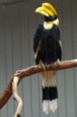 Great Hornbill