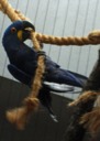 Hyacinth Macaw