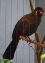 White-cheeked Turaco