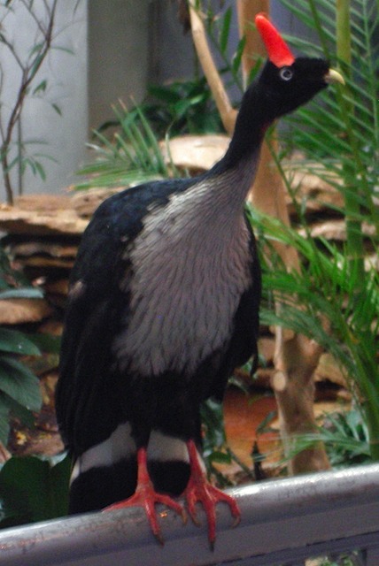 IMGP0828-Zoo