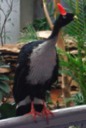 Horned Guan