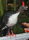 Horned Guan