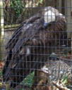 Cinereous Vulture