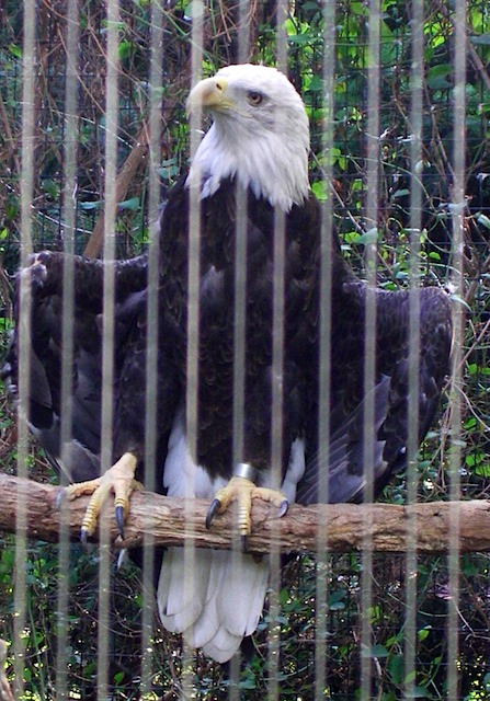 IMGP0854-Zoo