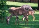 Lesser Kudus