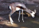 Speke's Gazelle