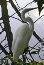 Snowy Egret