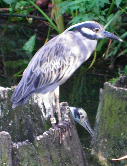 IMGP0901-Zoo