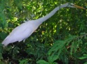 Snowy Egret