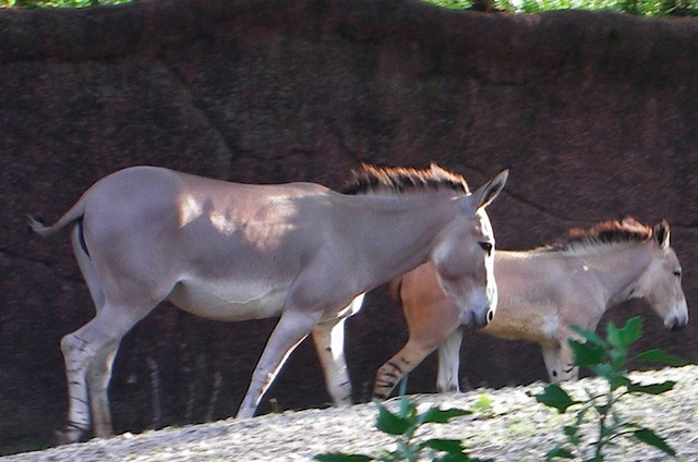 IMGP0913-Zoo