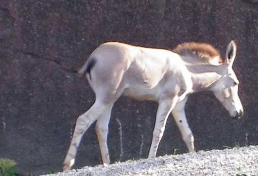 IMGP0914-Zoo