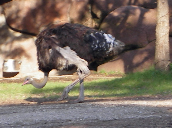 IMGP0917-Zoo