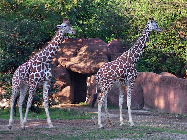 IMGP0925-Zoo