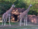 Reticulated Giraffe