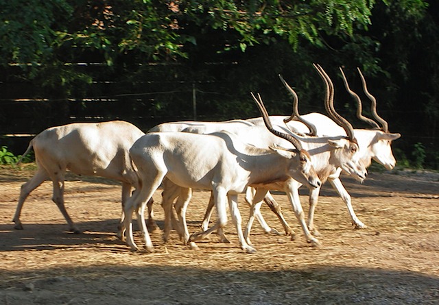 IMGP0930-Zoo