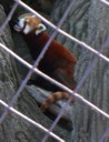 Red Panda