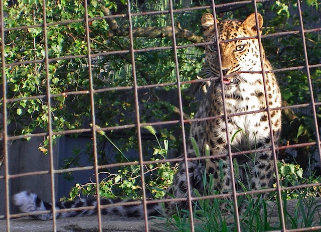 IMGP0949-Zoo