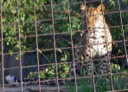 Amur Leopard