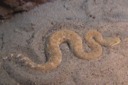 Leaf-nosed Viper