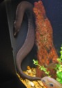 Three-toed Amphiuma