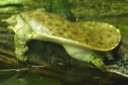 Spiny Softshell Turtle