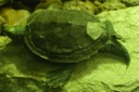 Musk Turtle